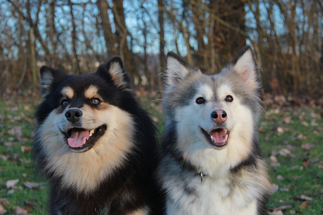 Keijo und Inaavi, das Finnische Lapphund-Paar