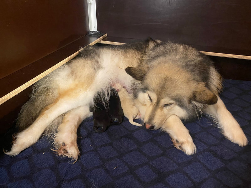 Inaavi mit ihren Lapinkoira-Welpen des Suomi Wurfs, Zuchtstätte Istas Tala, Finnische Lapphunde, Sommer 2024