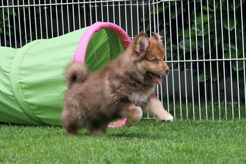 Ōkami-Cooper ist ein Finnischer Lapphund, hier als Welpe, der Lapinkoira Zuchtstätte Istas Tala in der Schweiz.