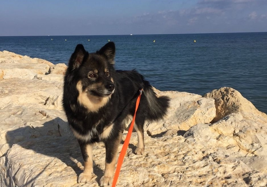 HONIAHAKA-MAILA OF ISTAS TALA