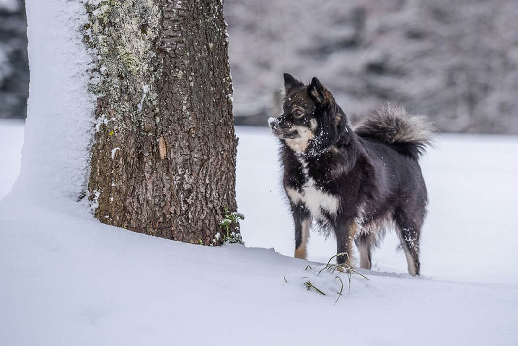 Faila ist ein Finnischer Lapphund und ist ein Mitglied des Lapinkoira-Rudels von Istas Tala.