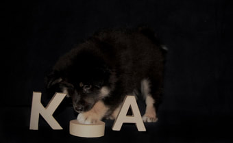 Okami Koa