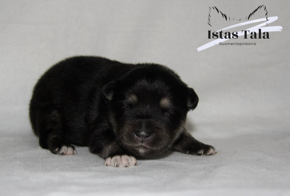 U-Wurf Hündin 2 of Istas Tala