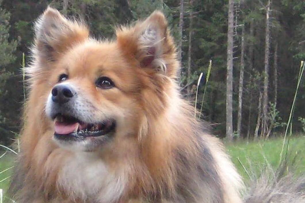 Vija ist ein Finnischer Lapphund und ist ein Mitglied des Lapinkoira-Rudels von Istas Tala.