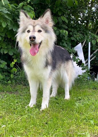 Inaavi ist ein Finnischer Lapphund und ist ein Mitglied des Lapinkoira-Rudels von Istas Tala.