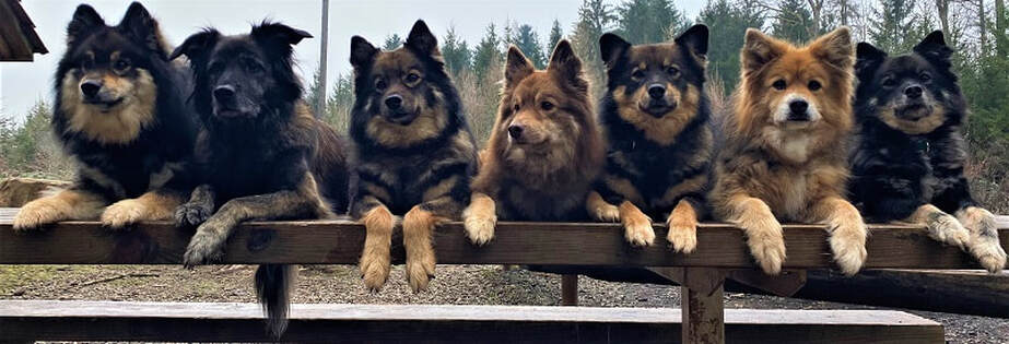 Das sind die Finnischen Lapphunde unserer Zuchtstätte.