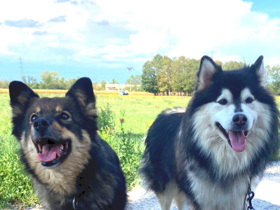 Keona of Istas Tala & Mustikankukka Actarus planen den nächsten Wurf der Zuchtstätte Istas Tala, wo im Laufe des Winters 2022/2023 neue Finnische Lapphund-Welpen geplant sind. Das Bild zeigt die beiden Hunde anlässlich eines Besuchs in Norditalien im August 2022.