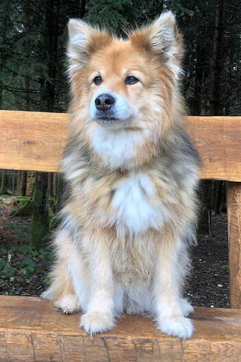 Vija ist ein Finnischer Lapphund und ist ein Mitglied des Lapinkoira-Rudels von Istas Tala.