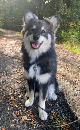 Das Bild zeigt die Finnische Lapphund-Dame YUNA