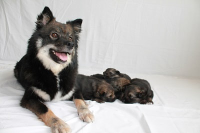 Das Bild zeigt die Finnische Lapphund-Dame Faila mit den vier Welpen Aauni, Aatami, Balyo und Yiska.