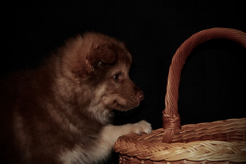 Ōkami-Taavi ist ein Finnischer Lapphund, hier als Welpe, der Lapinkoira Zuchtstätte Istas Tala in der Schweiz.