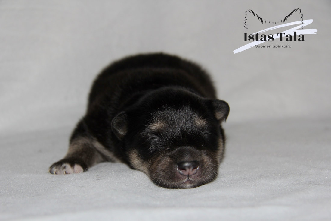 U-Wurf Rüde of Istas Tala