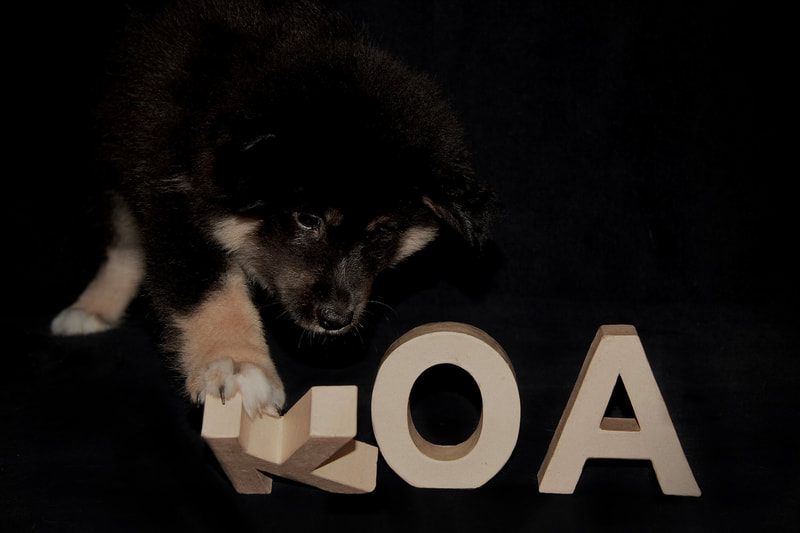 Ōkami-Koa ist ein Finnischer Lapphund, hier als Welpe, der Lapinkoira Zuchtstätte Istas Tala in der Schweiz.