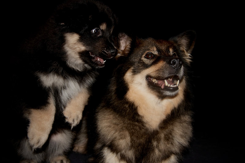 Ōkami "Leikko" und Mama "Keona"