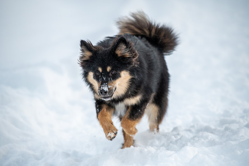 Finnischer Lapphund
Ōkami-KOA. Bild: Dominique Metzler