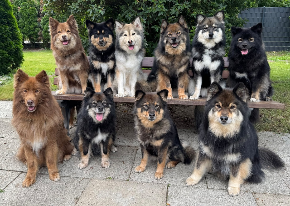 Das sind die Finnischen Lapphunde unserer Zuchtstätte.