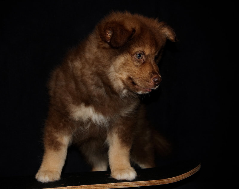 Ōkami "Cooper"