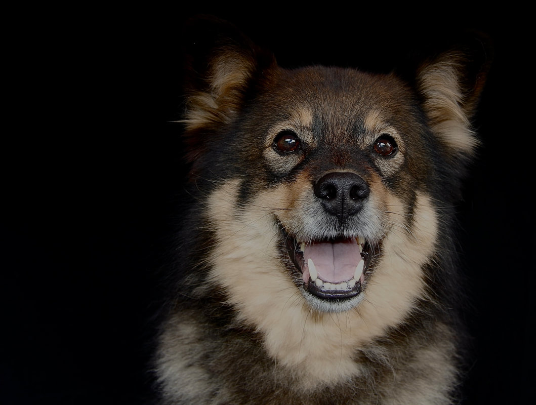 Keona ist ein Finnischer Lapphund und ist ein Mitglied des Lapinkoira-Rudels von Istas Tala.