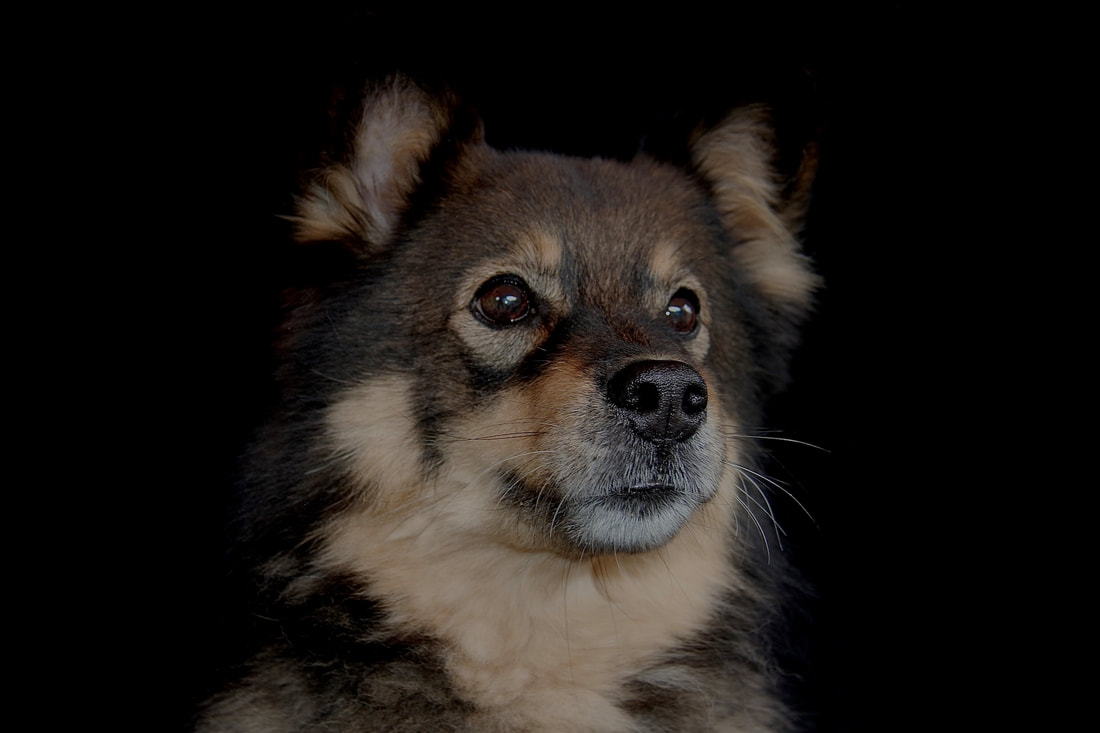 Keona ist ein Finnischer Lapphund und ist ein Mitglied des Lapinkoira-Rudels von Istas Tala.