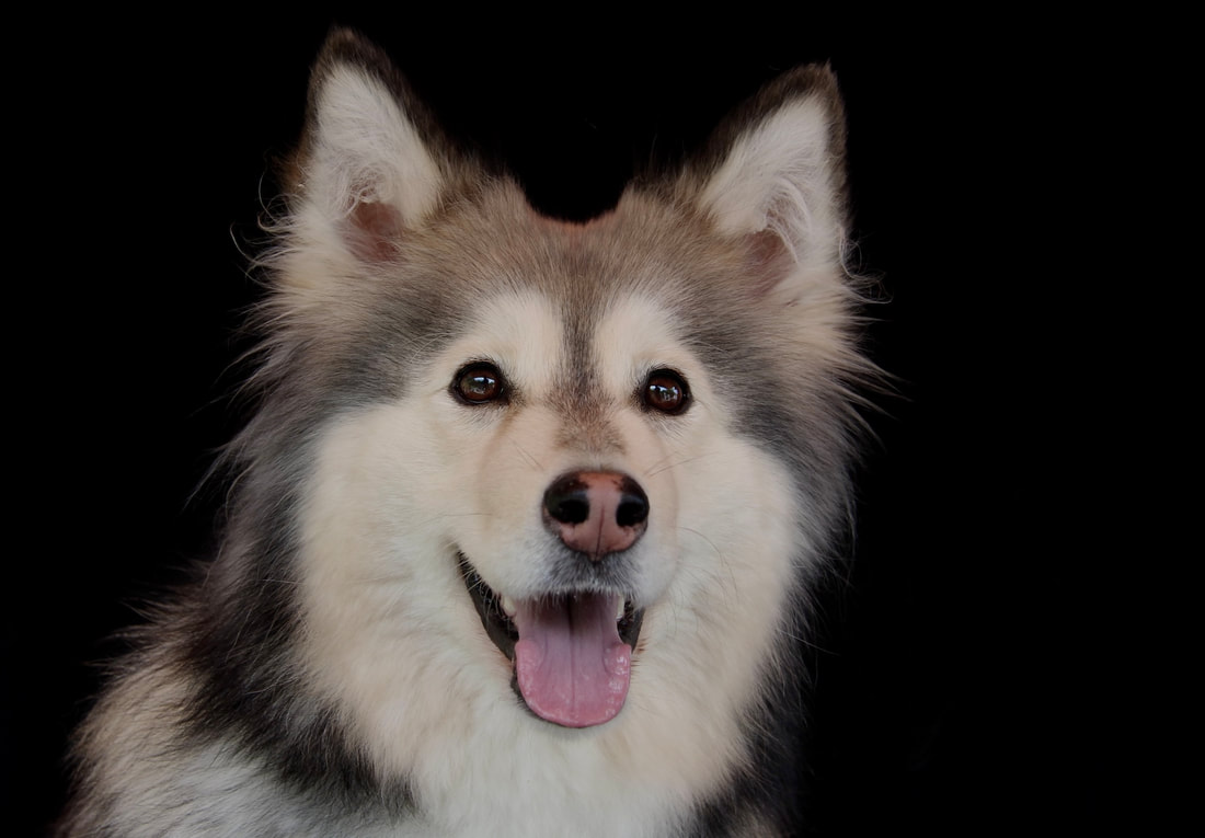 Inaavi ist ein Finnischer Lapphund und ist ein Mitglied des Lapinkoira-Rudels von Istas Tala.
