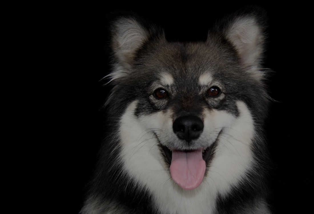 Yuna ist ein Finnischer Lapphund und ist ein Mitglied des Lapinkoira-Rudels von Istas Tala.