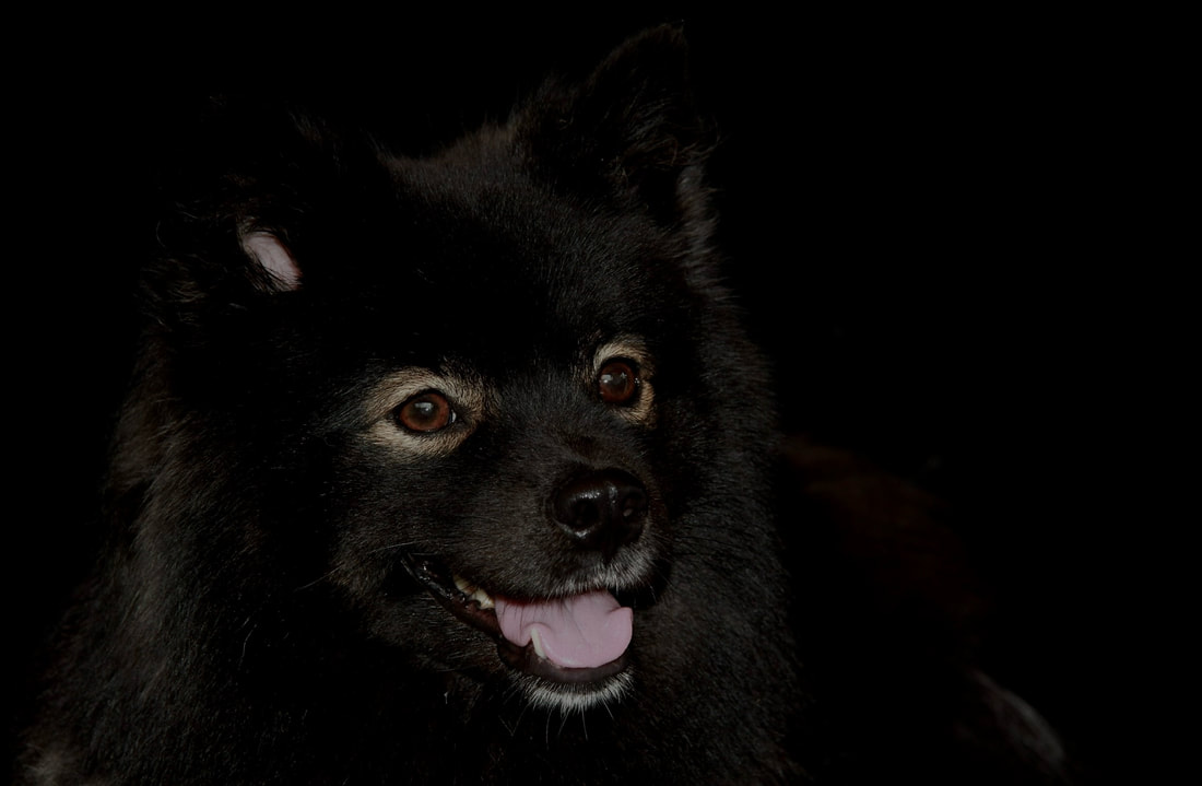Niva ist ein Finnischer Lapphund und ist ein Mitglied des Lapinkoira-Rudels von Istas Tala.