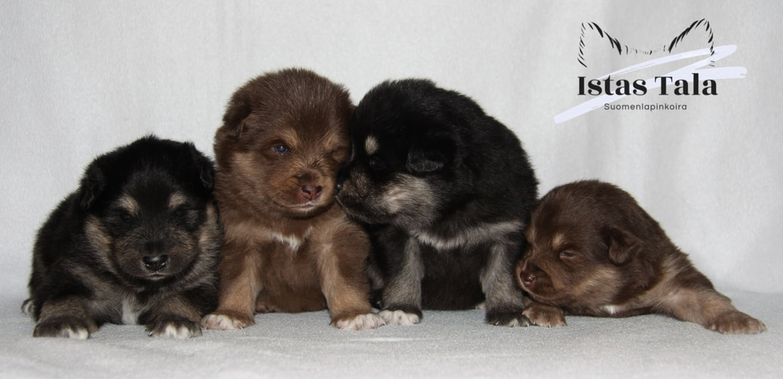 Unna Welpen @IstasTala