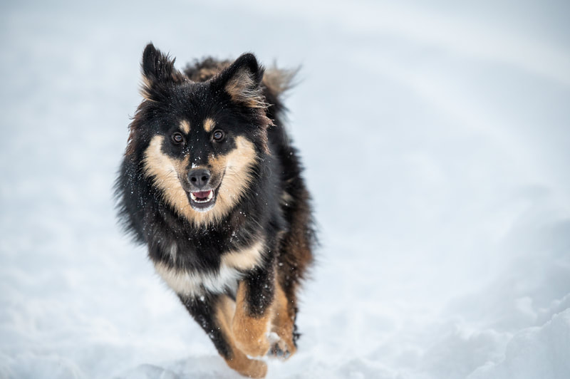 Finnischer Lapphund
Ōkami-KOA. Bild: Dominique Metzler