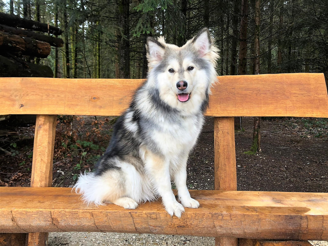 Inaavi ist ein Finnischer Lapphund und ist ein Mitglied des Lapinkoira-Rudels von Istas Tala.