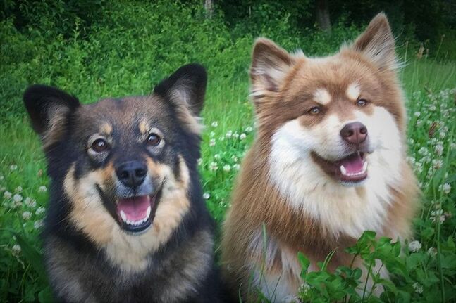 Finnische Lapphunde und Eltern des Ōkami-Wurfs von der Zuchtstätte Istas Tala in der Schweiz.