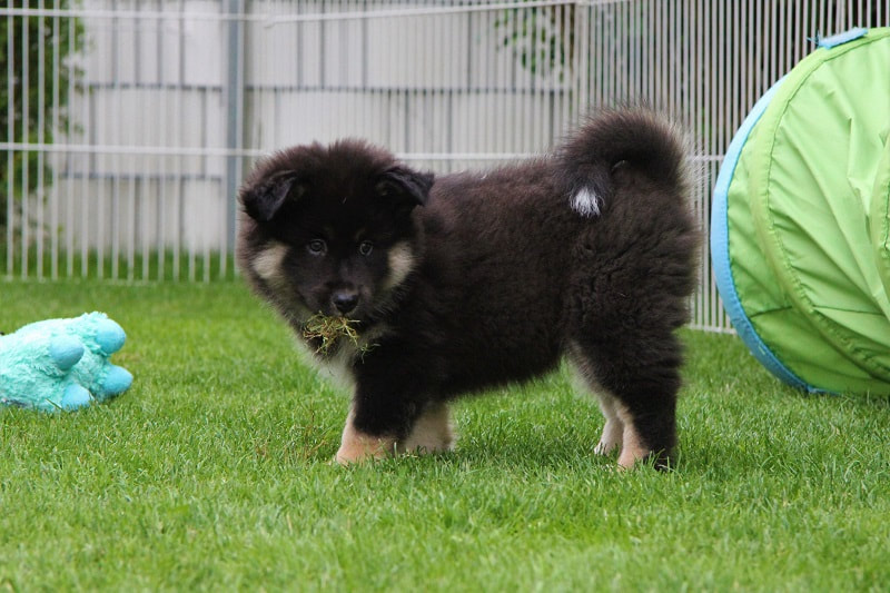 Ōkami-Koa ist ein Finnischer Lapphund, hier als Welpe, der Lapinkoira Zuchtstätte Istas Tala in der Schweiz.