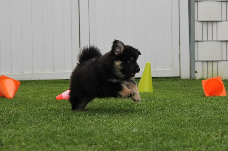 Ōkami-Leikko ist ein Finnischer Lapphund, hier als Welpe, der Lapinkoira Zuchtstätte Istas Tala in der Schweiz.