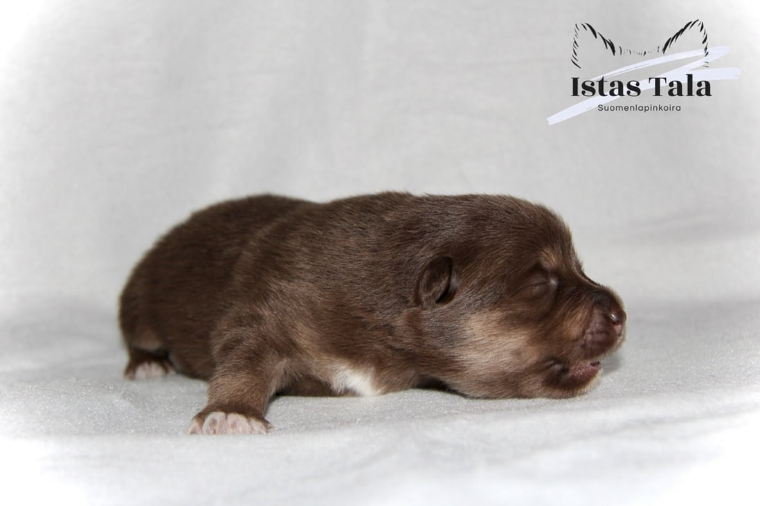 U-Wurf Hündin 1 of Istas Tala