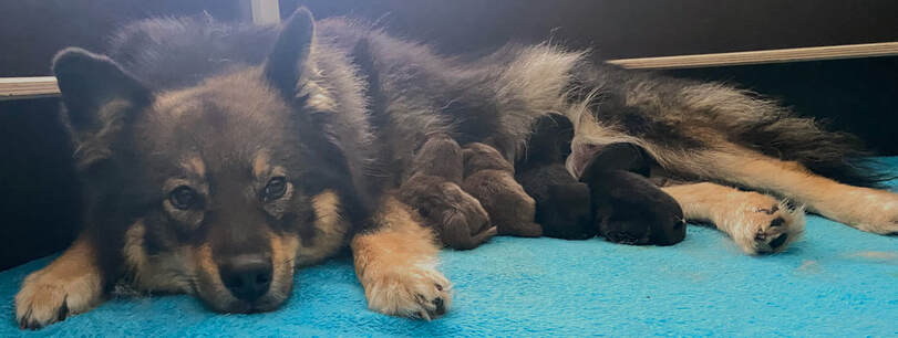 Das Bild zeigt die Finnische Lapphund-Dame Keona mit ihren vier Welpen vom ŌKAMI-Wurf, Mai 2021.