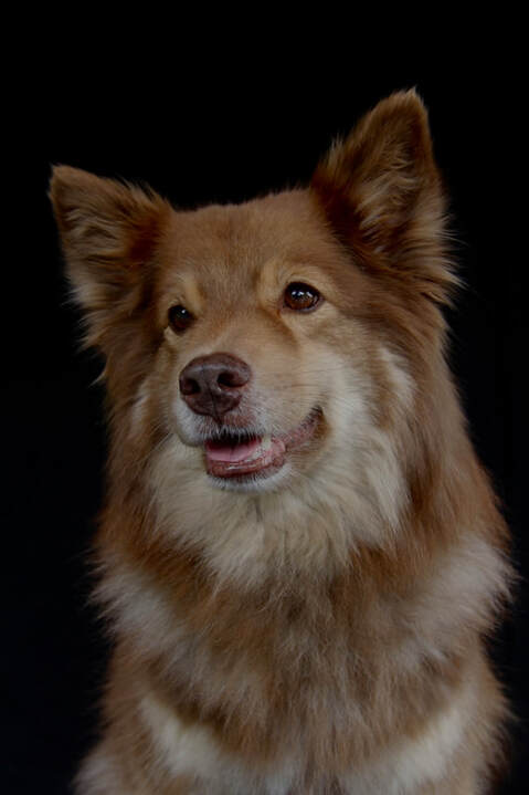 Tikaani ist ein Finnischer Lapphund und ist ein Mitglied des Lapinkoira-Rudels von Istas Tala.