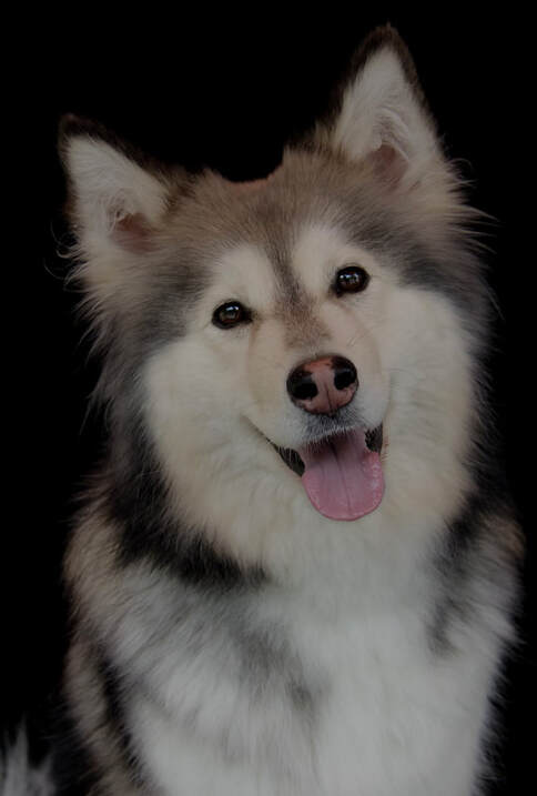 Inaavi ist ein Finnischer Lapphund und ist ein Mitglied des Lapinkoira-Rudels von Istas Tala.