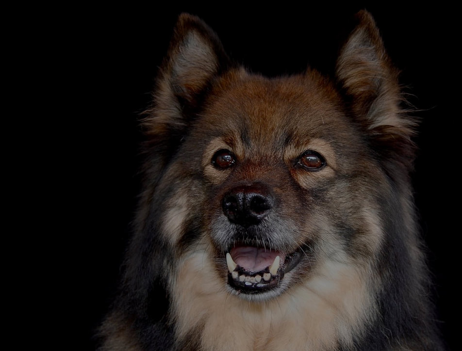 Aauni ist ein Finnischer Lapphund und ist ein Mitglied des Lapinkoira-Rudels von Istas Tala.