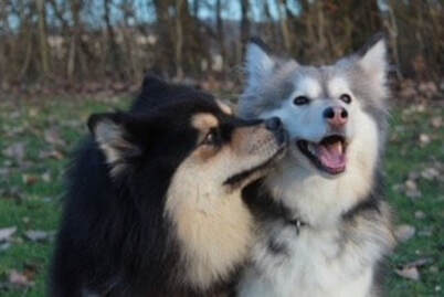 Keijo und Inaavi, zwei finnische Lapphunde