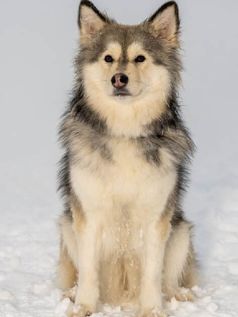 Das Bild zeigt Inaavi, ein Finnischer Lapphund im Schnee. Sie wurde im Mai 2022 zur Zucht zugelassen. Das Bild wurde von der Zuchtstätte Istas Tala gemacht. 