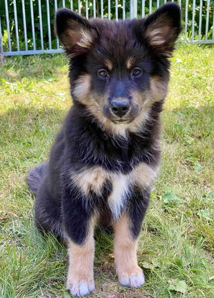 Koa ist ein Finnischer Lapphund und ist ein Mitglied des Lapinkoira-Rudels von Istas Tala.