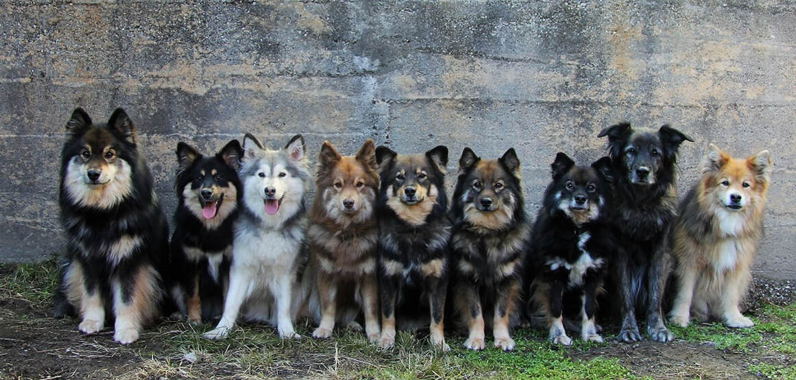 Das sind Lapinkoira, auch Suomenlapinkoira oder Finnische Lapphunde genannt unserer Zuchtstätte Istas Tala. Das Bild wurde in der Zentralschweiz aufgenommen.