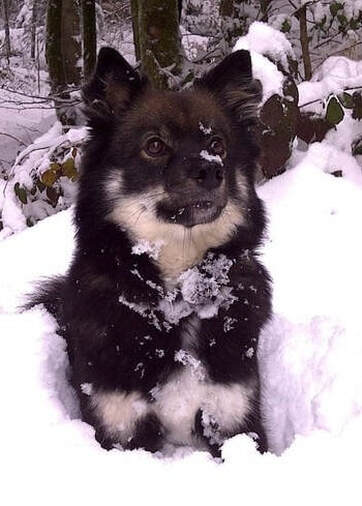 Faila ist ein Finnischer Lapphund und ist ein Mitglied des Lapinkoira-Rudels von Istas Tala.
