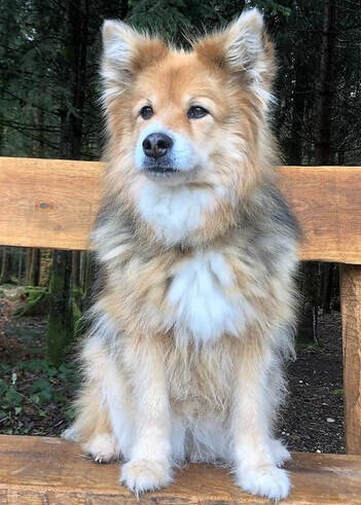 Vija ist ein Finnischer Lapphund und ist ein Mitglied des Lapinkoira-Rudels von Istas Tala.