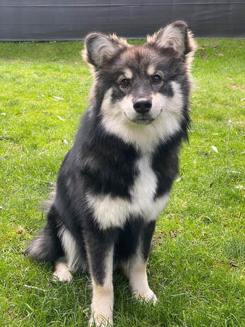 Yuna ist ein Finnischer Lapphund und ist ein Mitglied des Lapinkoira-Rudels von Istas Tala.