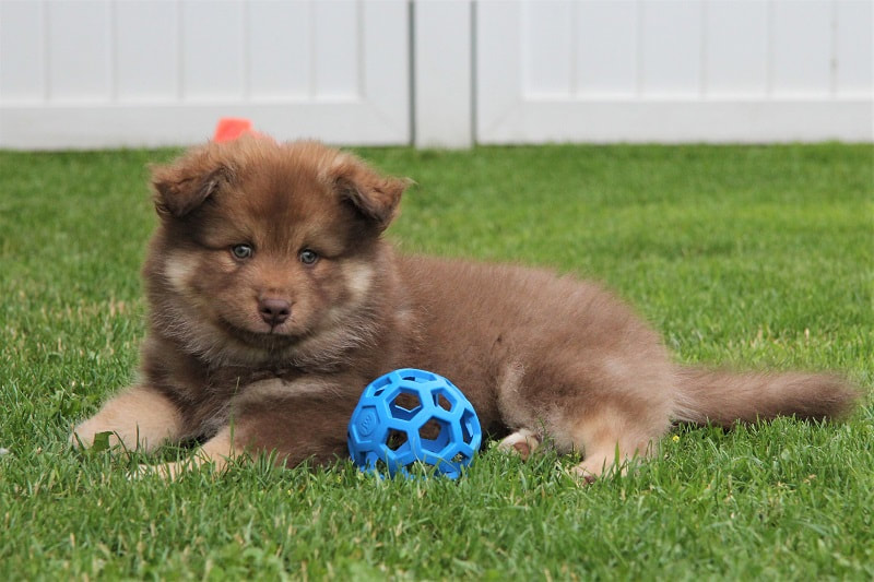 Ōkami-Taavi ist ein Finnischer Lapphund, hier als Welpe, der Lapinkoira Zuchtstätte Istas Tala in der Schweiz.