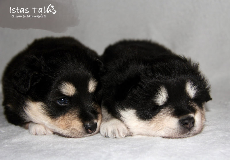 Qimmiq "Paavo" und "Aika"