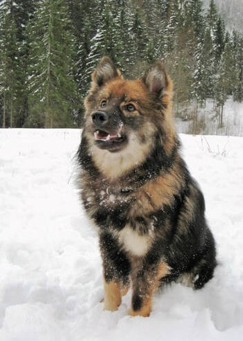 Aauni ist ein Finnischer Lapphund und ist ein Mitglied des Lapinkoira-Rudels von Istas Tala.