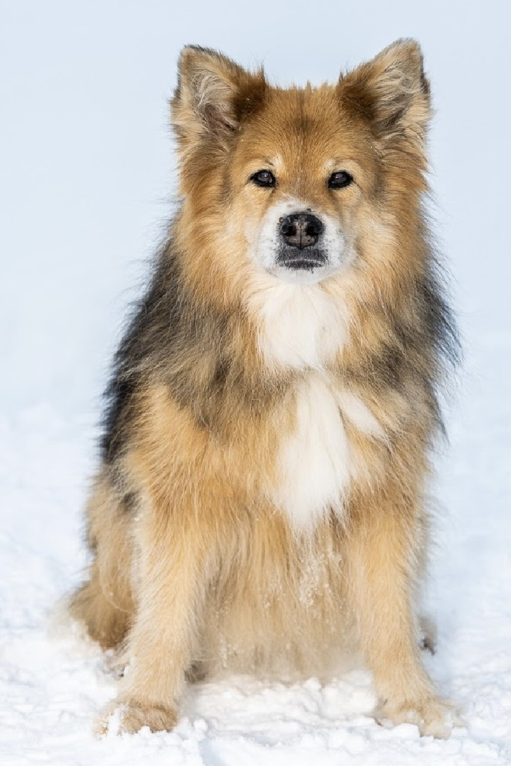 Vija ist ein Finnischer Lapphund und ist ein Mitglied des Lapinkoira-Rudels von Istas Tala.