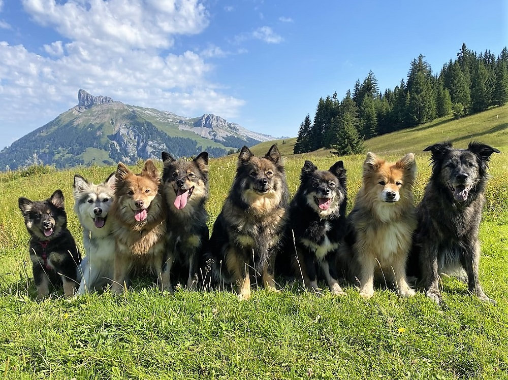 Auf dem Bild sind die Hunde der Finnischen Lapphund-Zuchtsätte Istas Tala zu sehen. Von links nach rechts: Koa, Inaavi, Tikaani, Keona, Aauni, Faila, Vija und Naja, die Eurasier x Flatcoated Retriever Dame. Das Bild entstand in den Schweizer Voralpen im Sommer 2021.