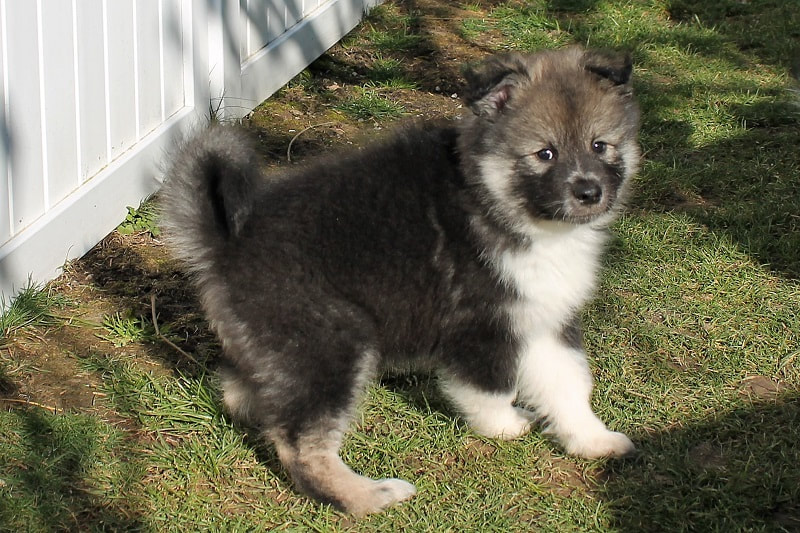 Liko-Liwanu-Nanook ist ein Finnischer Lapphund, hier als Welpe, der Zuchtstätte Istas Tala in der Schweiz.